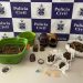Polícia Civil apreende drogas e prende 5 traficantes durante Operação