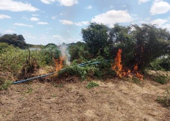 Curaçá – Treze mil pés de maconha são descobertos e incinerados pela 45ªCIPM