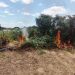 Curaçá – Treze mil pés de maconha são descobertos e incinerados pela 45ªCIPM