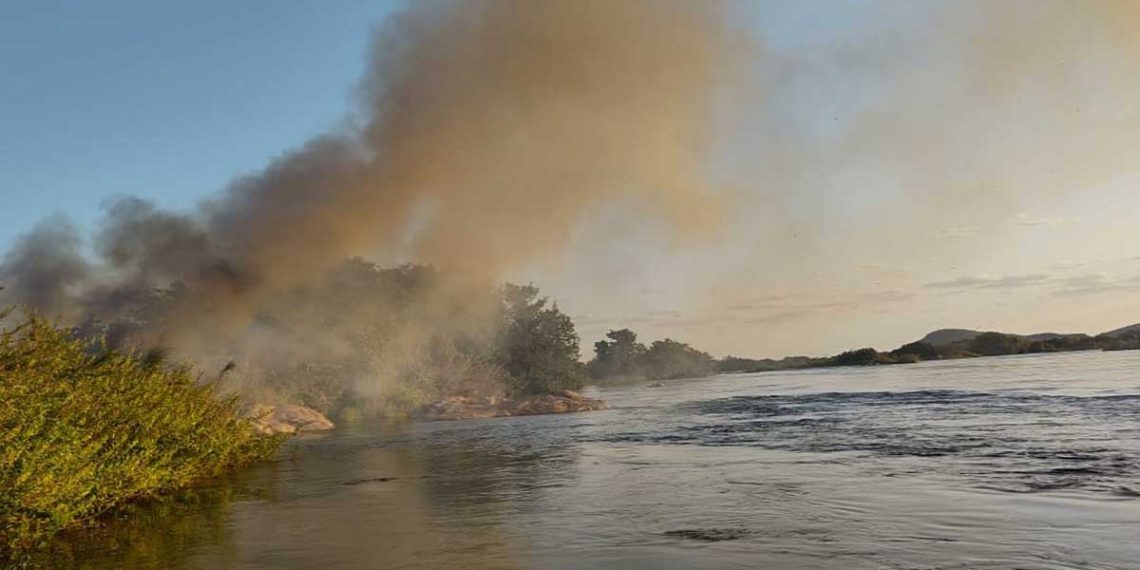 Polícia Militar erradica 39 mil pés de maconha em Curaçá