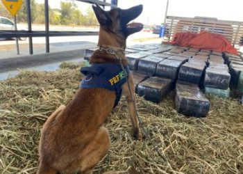 PRF apreende quase 3 toneladas de maconha; cão sinalizou onde droga estava