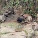 Idoso é encontrado morto na zona rural de Nova Fátima. Corpo estava parcialmente carbonizado
