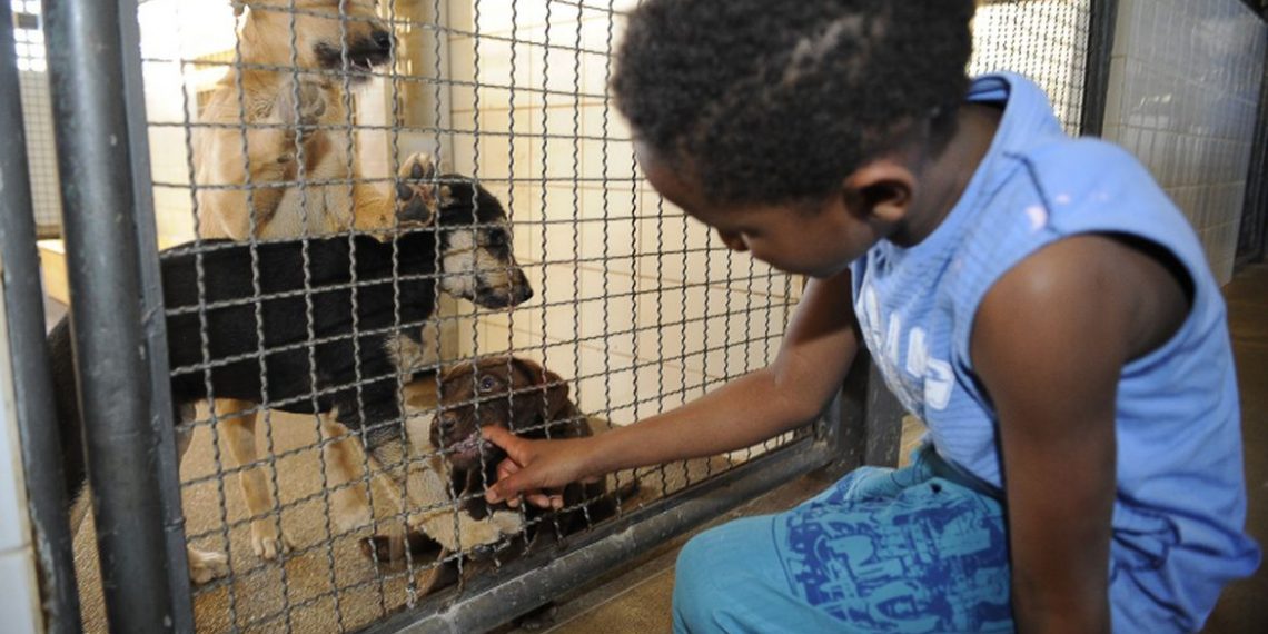 Publicada lei que proíbe sacrifício de animais pelas zoonoses