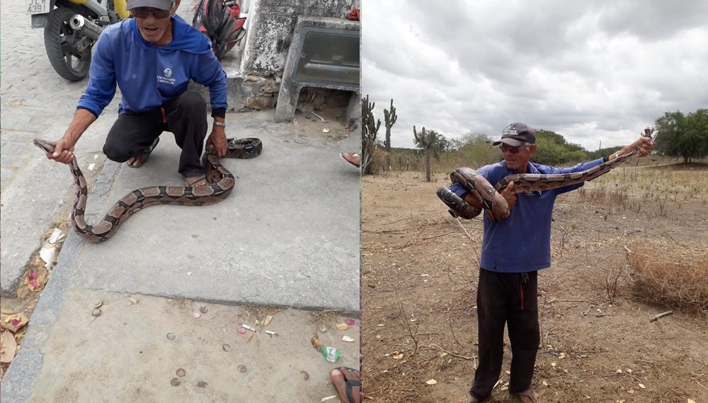 Coité – Águia Resgate é solicitado para capturar jiboia de quase 2 metros