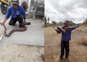 Coité – Águia Resgate é solicitado para capturar jiboia de quase 2 metros