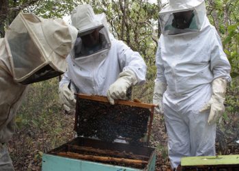 Euclides da Cunha realizará 1º Encontro Apícola Interterritorial