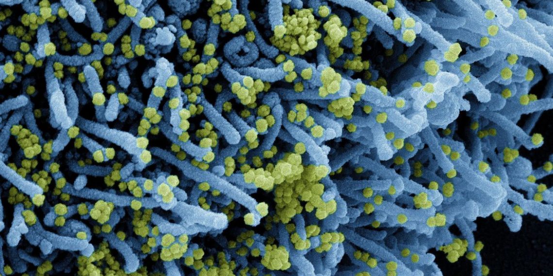 Descoberta nova variante do coronavírus com grande número de mutações