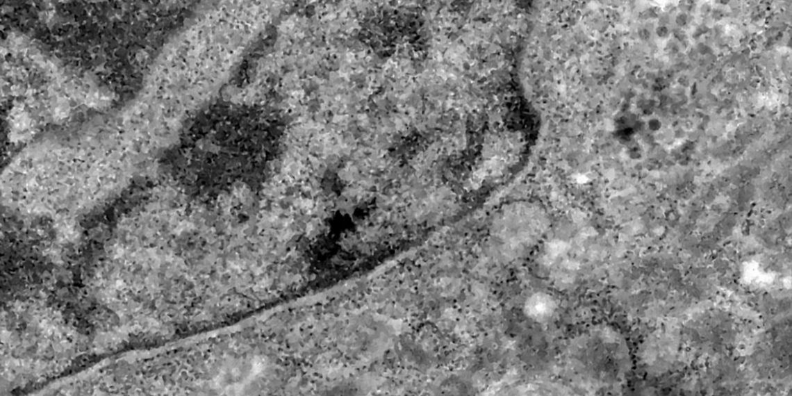 Covid-19: o que se sabe até agora da variante Ômicron