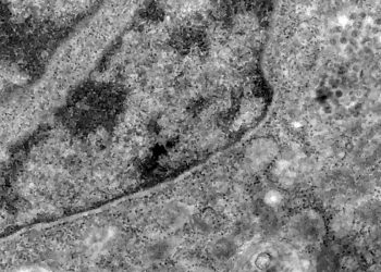 Covid-19: o que se sabe até agora da variante Ômicron