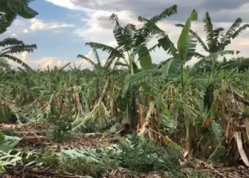 Forte temporal destrói plantação de banana em perímetro irrigado de Canudos