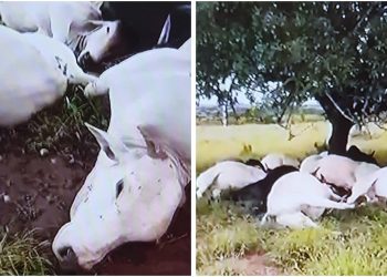 Chuva de granizo mata dez vacas e deixa famílias desabrigadas no interior baiano