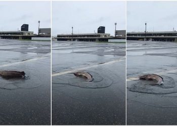 Chuva forte faz peixes invadirem a pista do aeroporto de Ilhéus