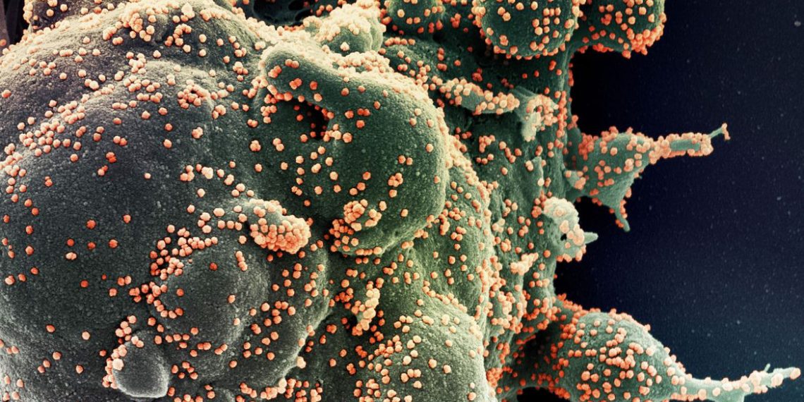 GSK: teste mostra que coquetel de anticorpos funciona contra Ômicron