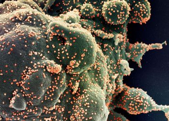 GSK: teste mostra que coquetel de anticorpos funciona contra Ômicron