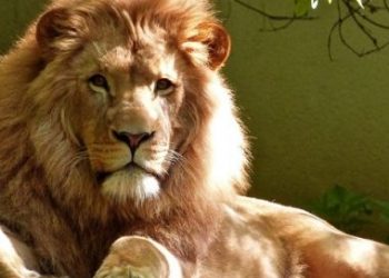 Leões são diagnosticados com Covid-19 na África do Sul e preocupam pesquisadores