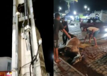 Cavalo morre eletrocutado em praça pública de Várzea Nova durante cavalgada