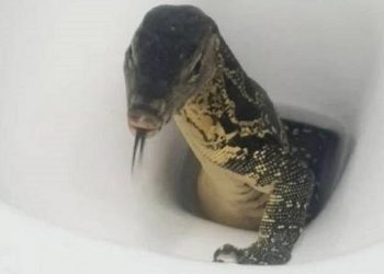 Mulher encontra enorme lagarto em vaso quando se preparava para sentar