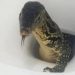 Mulher encontra enorme lagarto em vaso quando se preparava para sentar