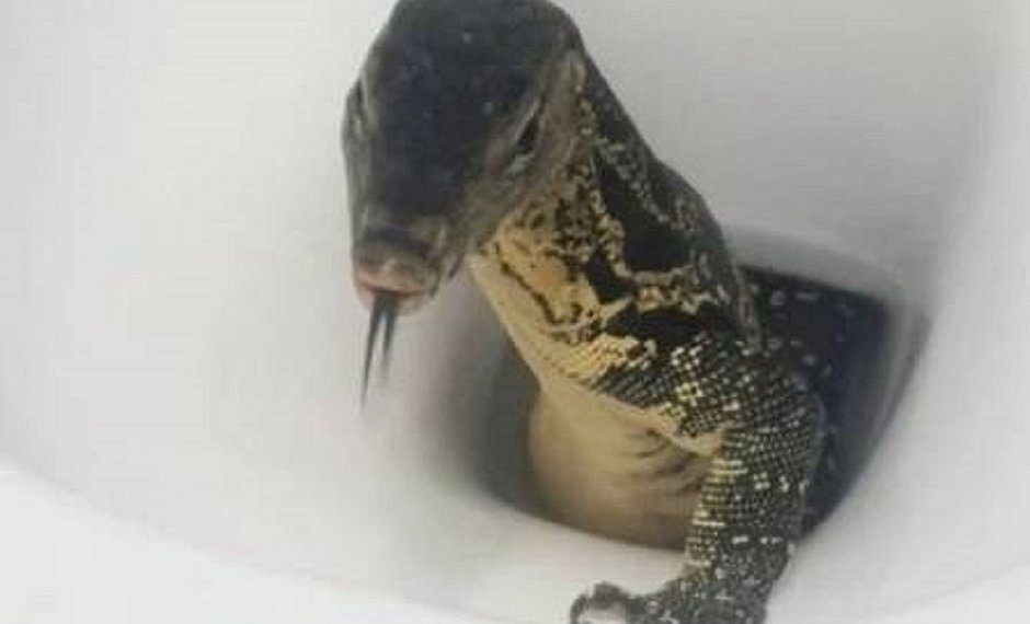 Mulher encontra enorme lagarto em vaso quando se preparava para sentar