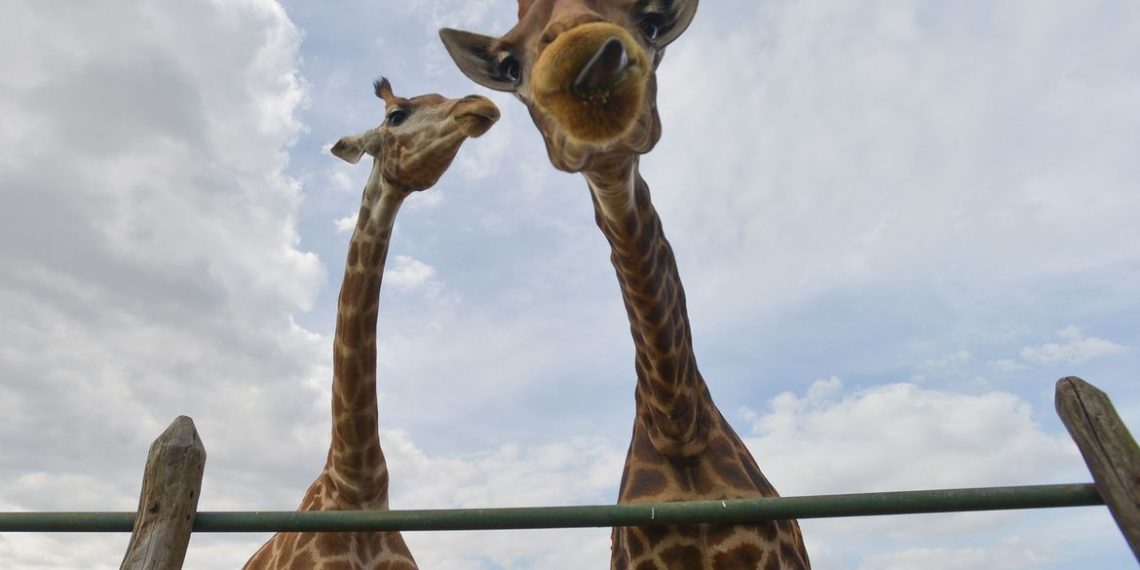 RJ – PF recolhe 15 girafas em resort e prende duas pessoas