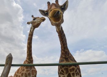 RJ – PF recolhe 15 girafas em resort e prende duas pessoas