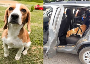 Conheça Julieta, PM canina especialista em farejar armas e drogas