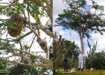 Brigada Anjos Jacuipenses localiza e faz remoção de colmeia de abelhas que supostamente matou idoso