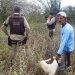 Ossada humana é encontrada em fazenda no município de Ichu. Filha acredita que pode ser do idoso de Aroeira
