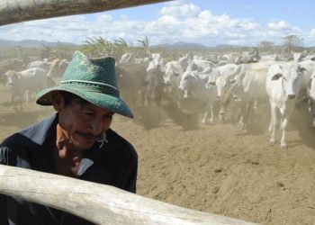 Abate de bovinos recua 8,2% e de aves 1,2% no 4º trimestre de 2021