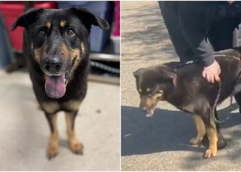 Donos abandonam cachorro por acharem que ‘ele é gay’