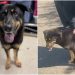 Donos abandonam cachorro por acharem que ‘ele é gay’