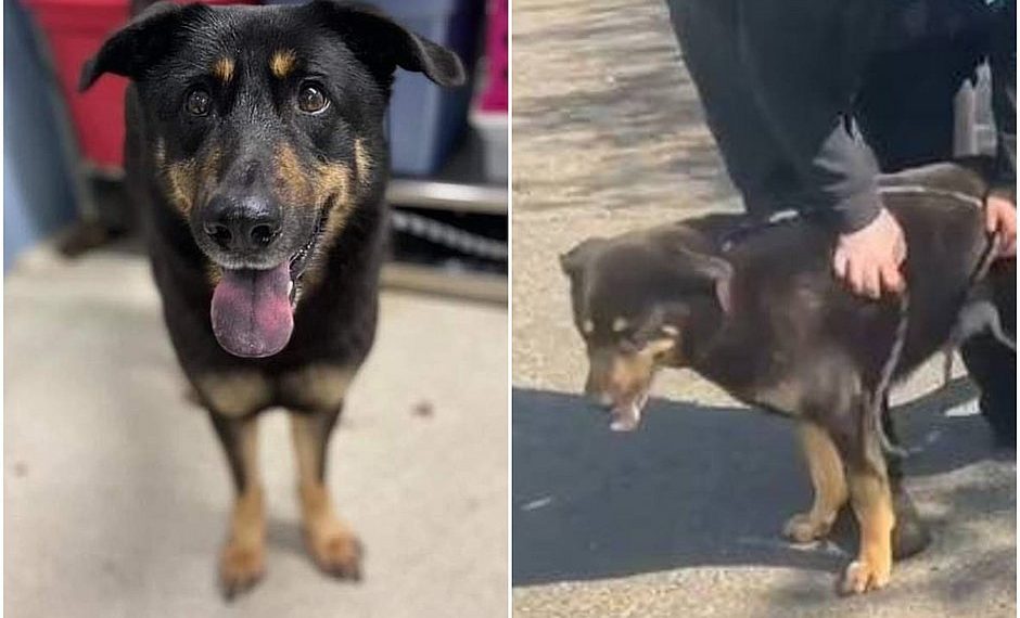 Donos abandonam cachorro por acharem que ‘ele é gay’