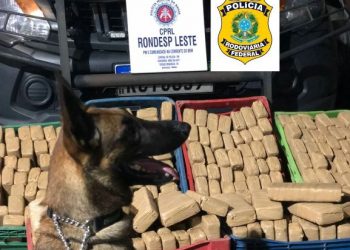 Cerca de 160 kg de maconha são apreendidos em fundo falso de caminhão