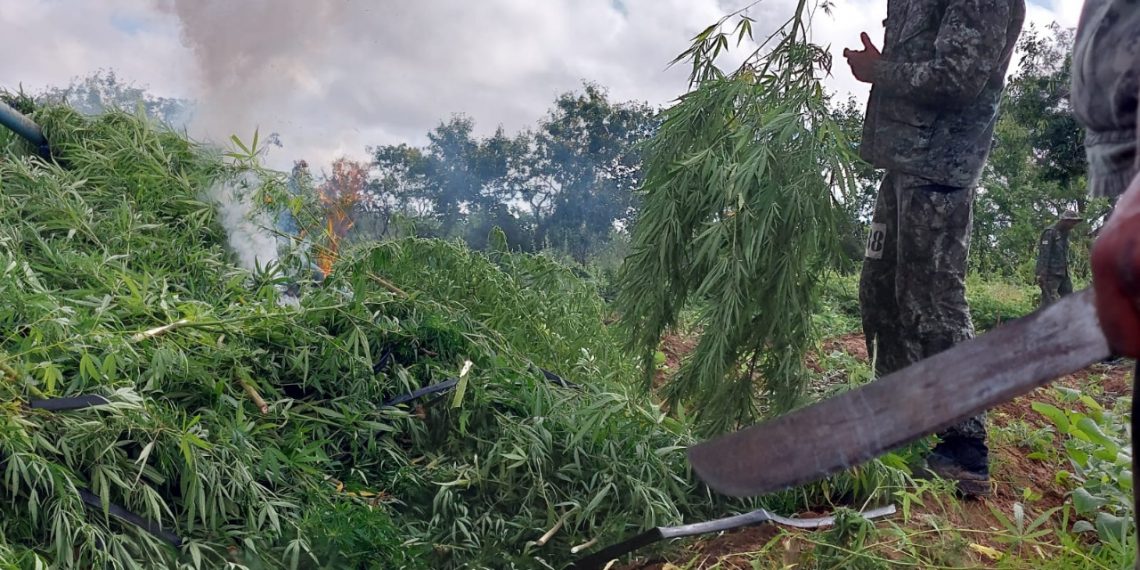 Alunos de curso do Bope erradicam 16 mil pés de maconha