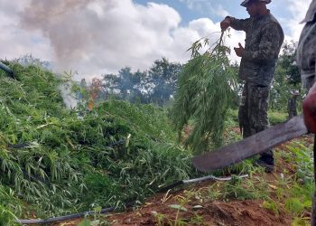 Alunos de curso do Bope erradicam 16 mil pés de maconha