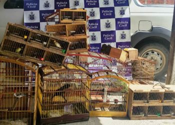 Coité – Operação Voo Livre da Polícia Civil apreende 28 pássaros que estavam sendo comercializados em feira livre