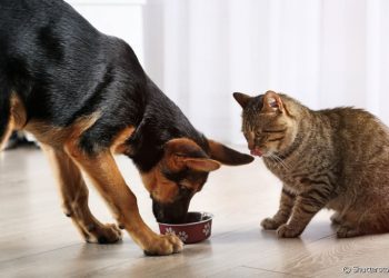 MP recomenda a Município de Santaluz medidas de controle de natalidade de cães e gatos