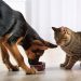 MP recomenda a Município de Santaluz medidas de controle de natalidade de cães e gatos