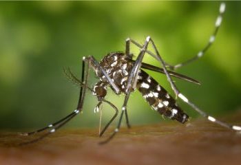 Bahia registra mais de 24,5 mil casos de dengue, zika e chikungunya em 2022