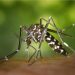 Bahia registra mais de 24,5 mil casos de dengue, zika e chikungunya em 2022