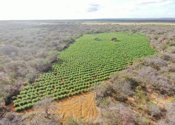 90 mil pés de maconha são incinerados pela polícia em Sento Sé