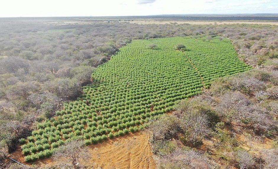 90 mil pés de maconha são incinerados pela polícia em Sento Sé
