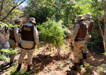 Quatro mil pés de maconha e acampamento são destruídos no interior