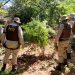 Quatro mil pés de maconha e acampamento são destruídos no interior