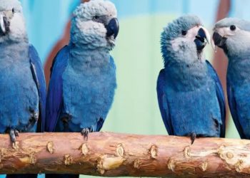 Depois de mais de 20 anos, ararinha-azul volta aos céus da caatinga