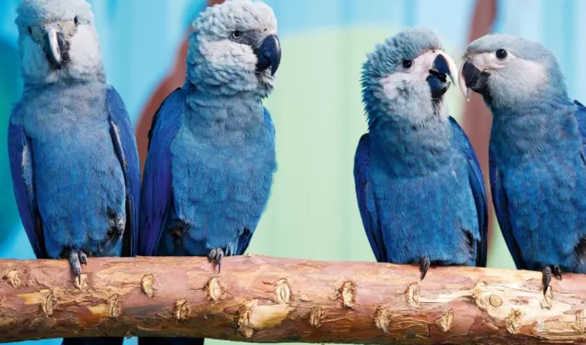 Depois de mais de 20 anos, ararinha-azul volta aos céus da caatinga