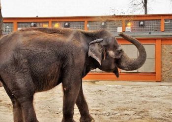 Elefante mata idosa e reaparece no funeral para pisotear cadáver na Índia