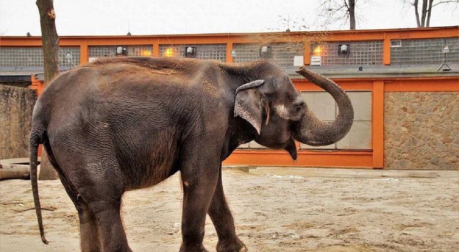 Elefante mata idosa e reaparece no funeral para pisotear cadáver na Índia