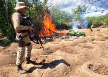 Operação Terra limpa erradica mais de meio milhão de pés de maconha