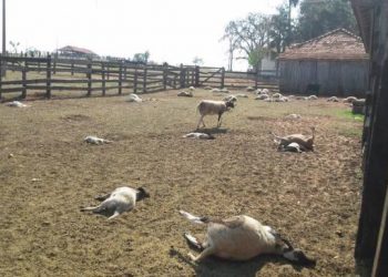 Cães matam 16 ovelhas em fazenda do município de Valente